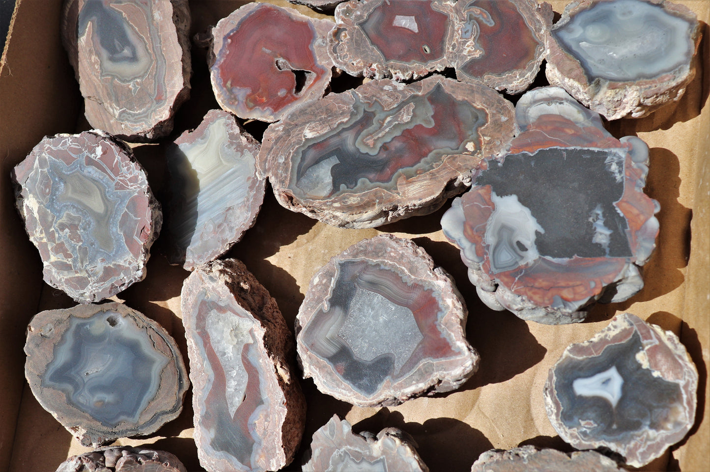 24 count flat of $20 Deming thunderegg halves