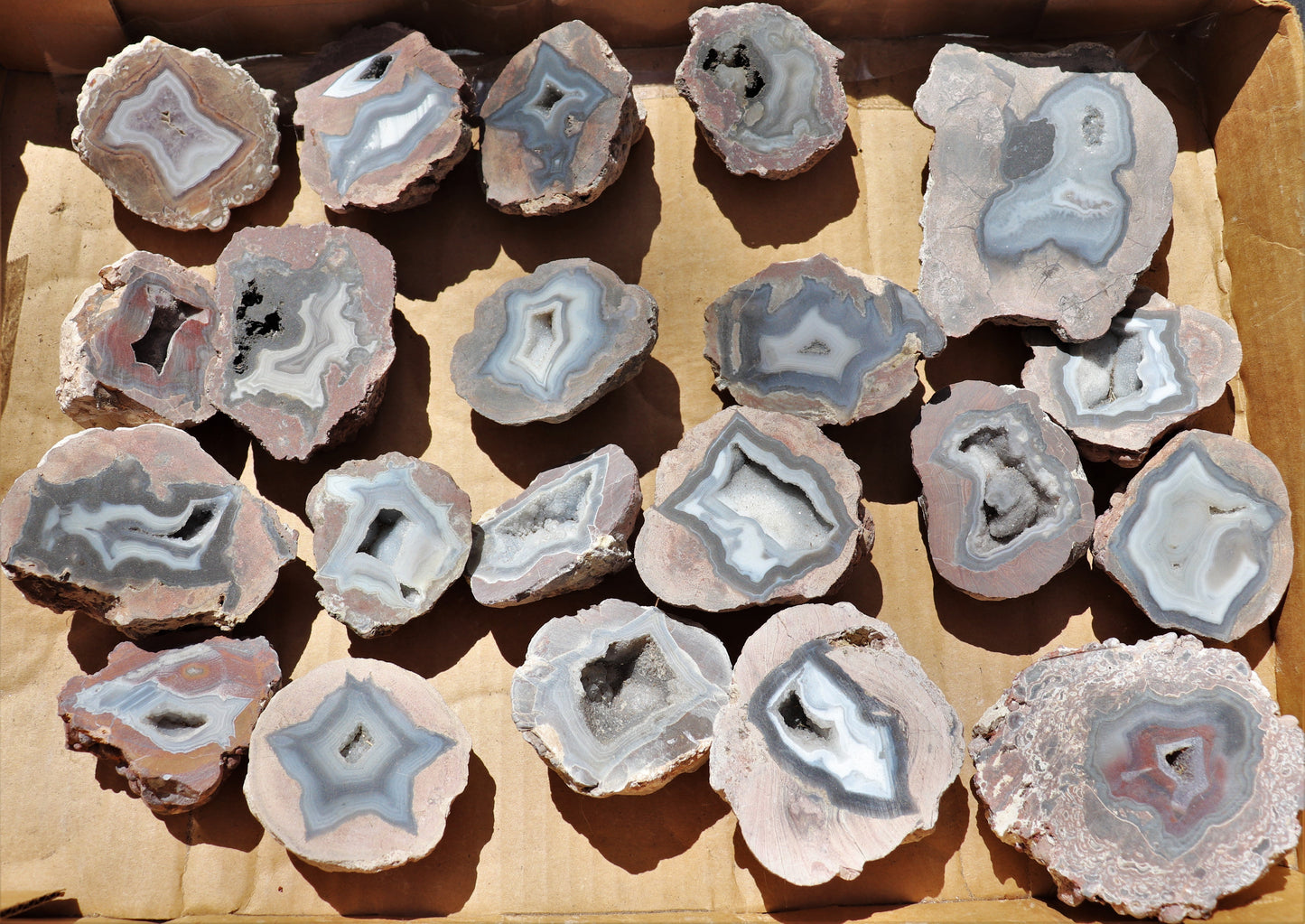20 count flat of $20 Deming thunderegg halves