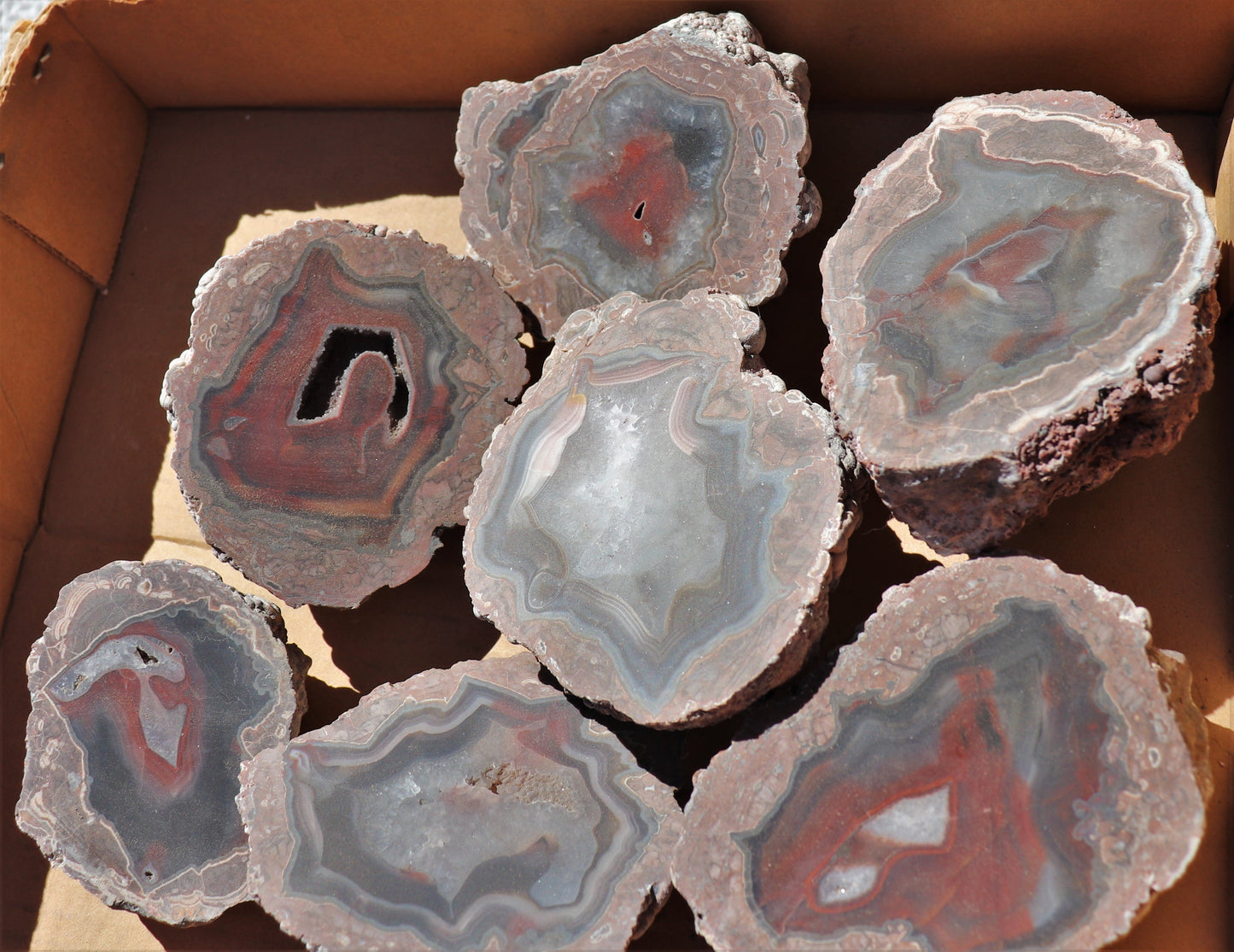 12 count flat of $40 Deming thunderegg halves