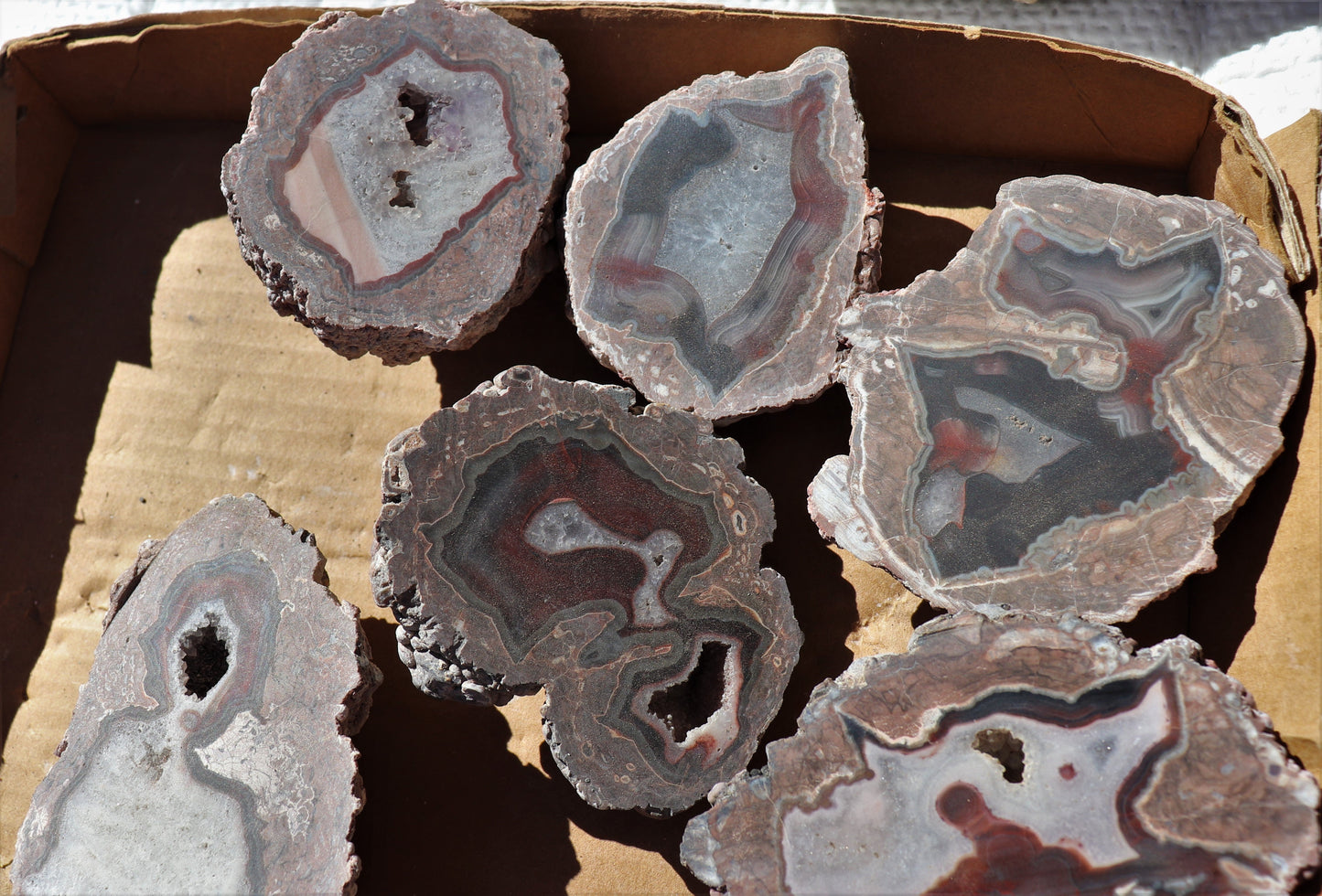 12 count flat of $40 Deming thunderegg halves