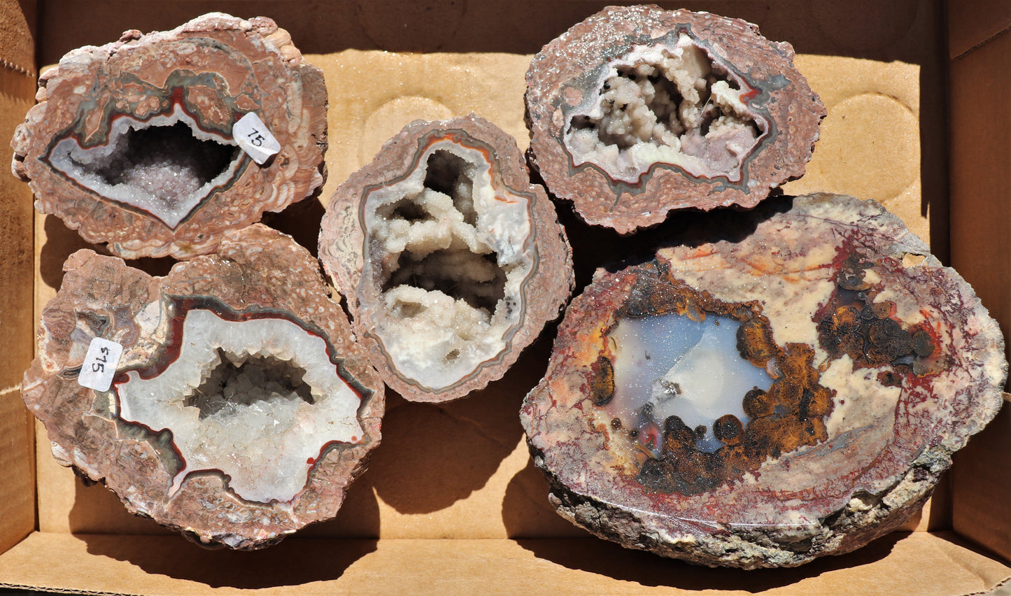 5 count flat of $75 Deming thunderegg halves